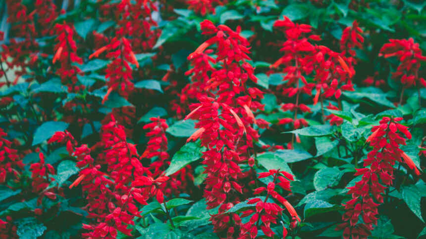 Τα τοπ Χριστουγεννιάτικα φυτά εσωτερικού χώρου σύμφωνα με τους ειδικούς και δεν είναι μόνο το Αλεξανδρινό