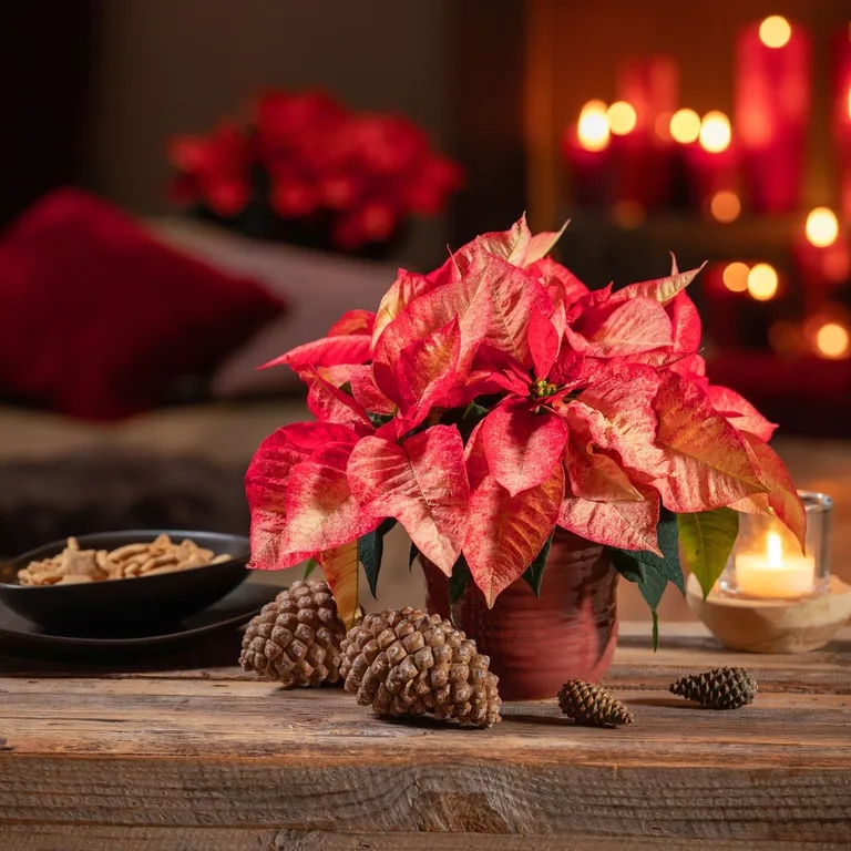 Τα τοπ Χριστουγεννιάτικα φυτά εσωτερικού χώρου σύμφωνα με τους ειδικούς και δεν είναι μόνο το Αλεξανδρινό 2 Τα τοπ Χριστουγεννιάτικα φυτά εσωτερικού χώρου σύμφωνα με τους ειδικούς και δεν είναι μόνο το Αλεξανδρινό