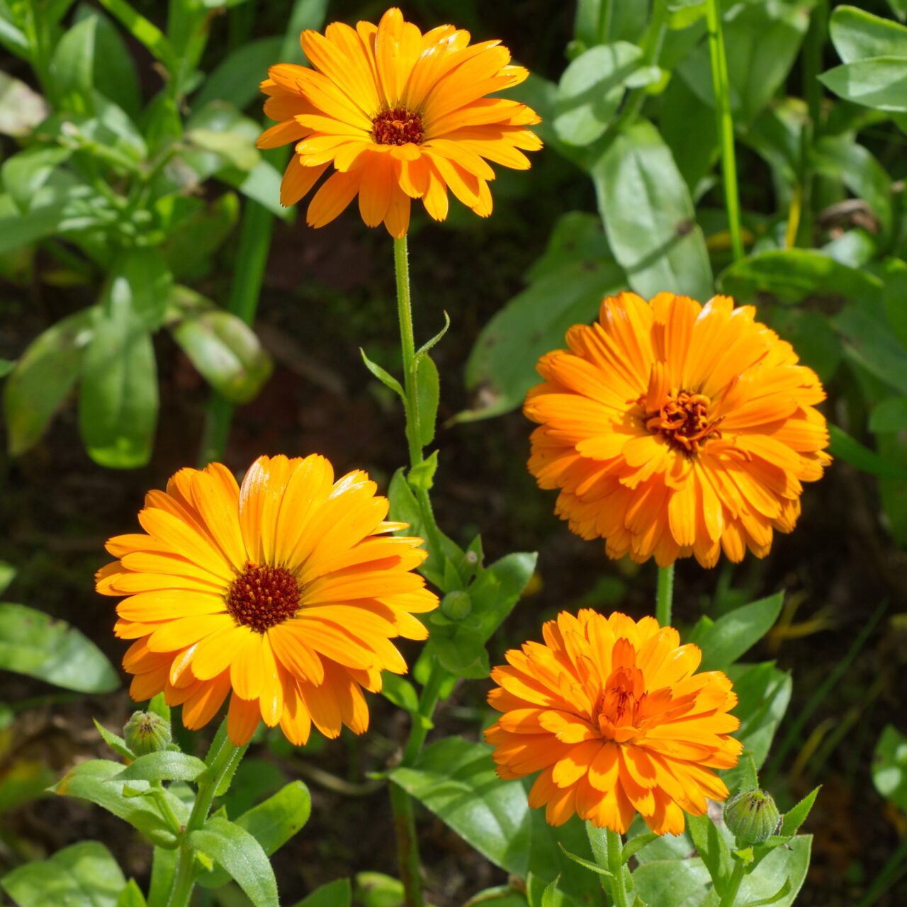 7 Ετήσια Φυτά που έχει ο κήπος σου ανάγκη 2 7 Ετήσια Φυτά που έχει ο κήπος σου ανάγκη