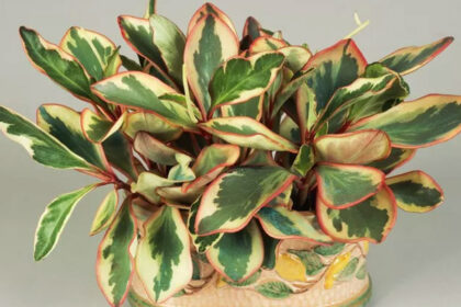 5 "Αθάνατα" φυτά που φροντίζουν μόνα τους τον εαυτό τους