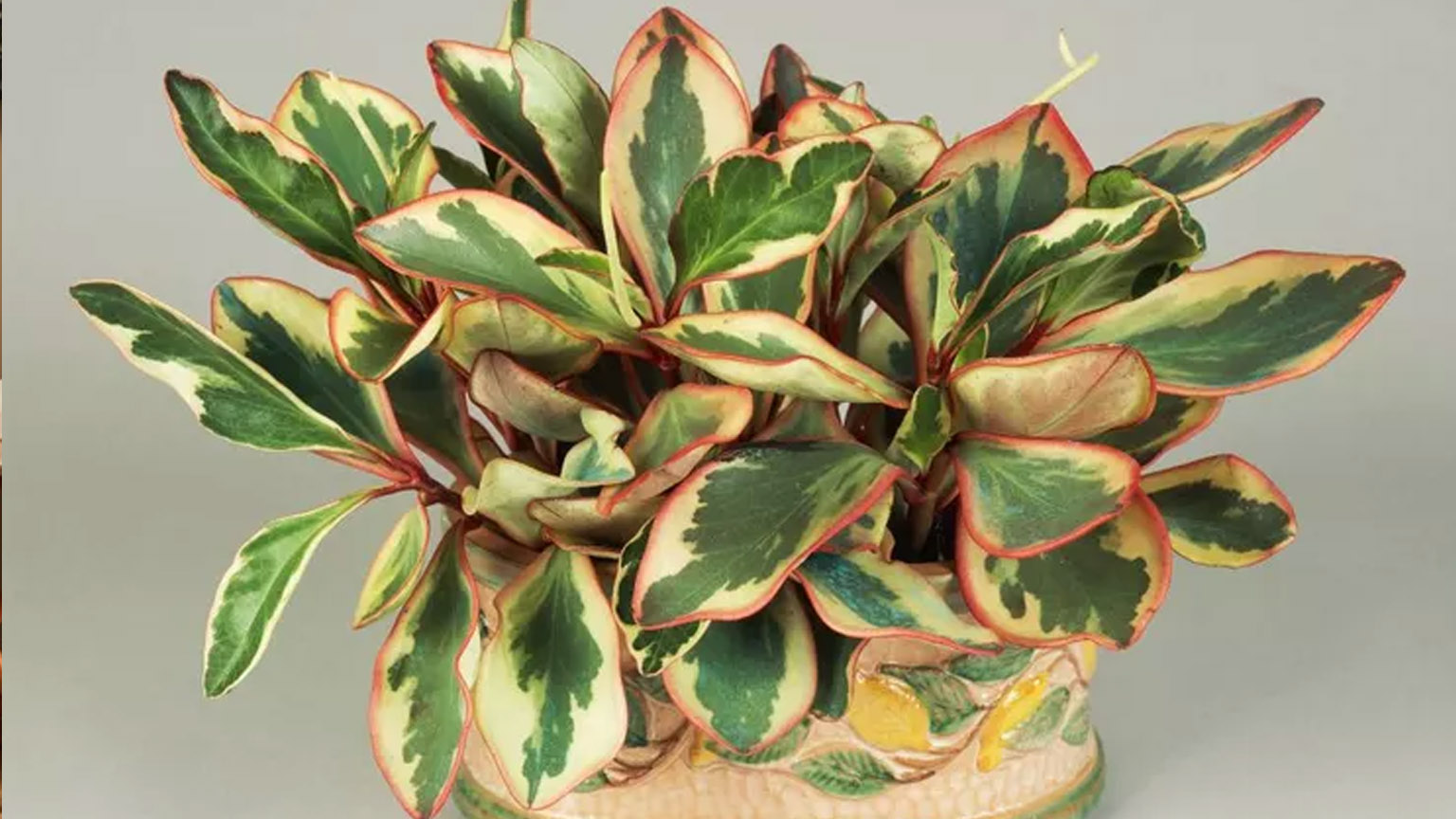 5 "Αθάνατα" φυτά που φροντίζουν μόνα τους τον εαυτό τους