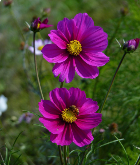 3 φυτά που θα φυτέψεις τον Ιανουάριο και θα έχεις έναν κήπο γεμάτο λουλούδια 2 Κόσμος: Φυτά να φυτέψεις τον Ιανουάριο