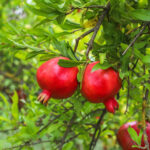 Τι οπωροφόρα δέντρα μπορούν να καλλιεργηθούν σε γλάστρες: οι κηπουροί ονόμασαν 7 επιλογές