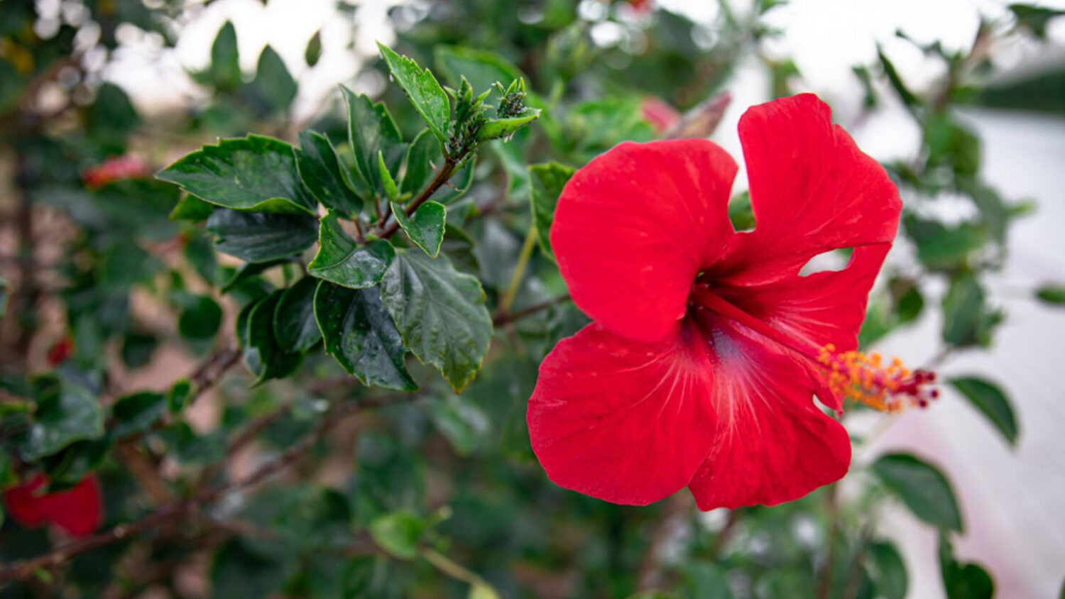 Πώς κλαδεύουμε τον Ιβίσκο τον Χειμώνα