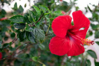 Πώς κλαδεύουμε τον Ιβίσκο τον Χειμώνα