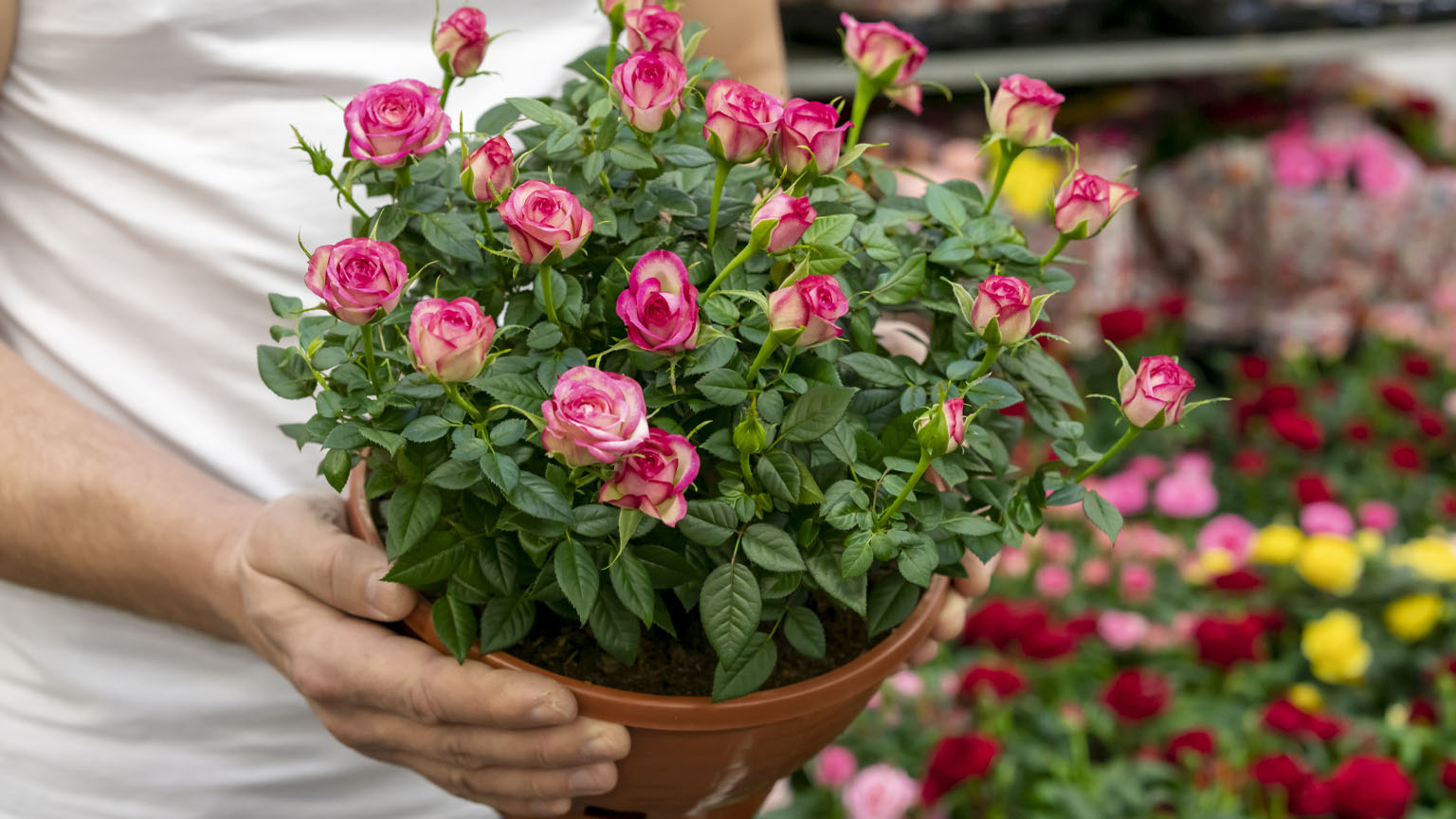 Το απλό χειμωνιάτικο κόλπο που προστατεύει τα τριαντάφυλλα από ασθένειες