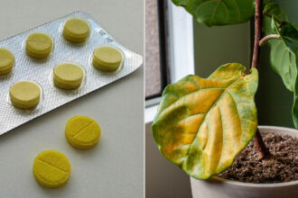 Το χάπι που θα σώσει ακόμη και τα πιο κιτρινισμένα λουλούδια σου: Αποδεδειγμένη μέθοδος