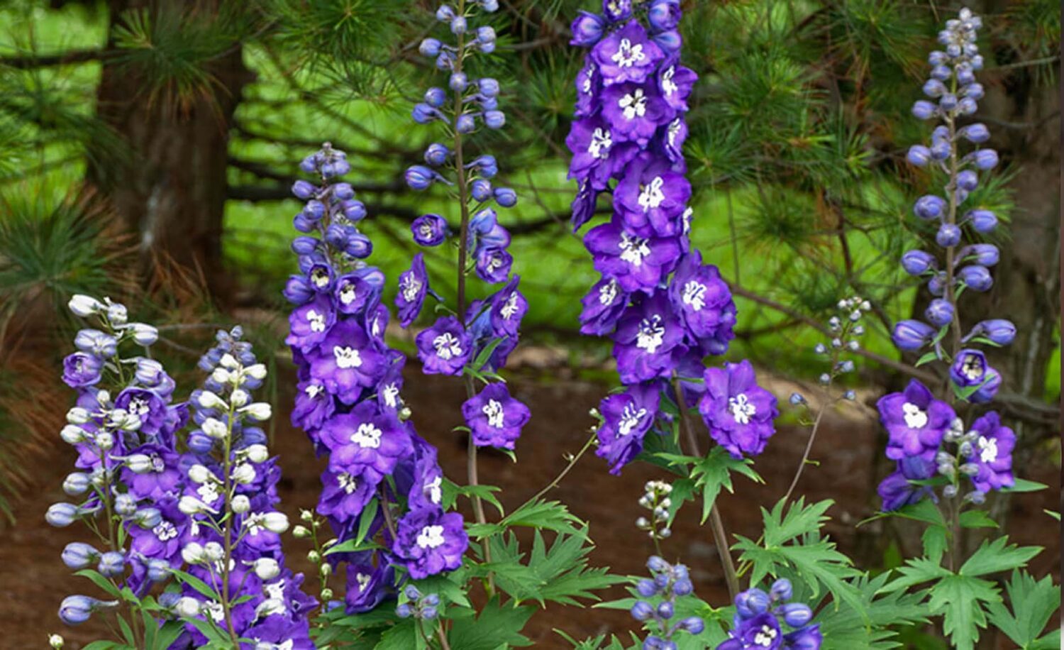 7 Ετήσια Φυτά που έχει ο κήπος σου ανάγκη