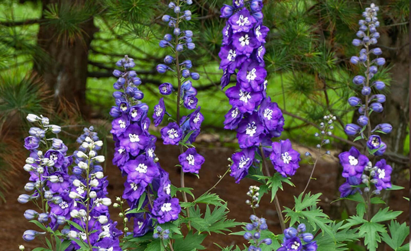 7 Ετήσια Φυτά που έχει ο κήπος σου ανάγκη