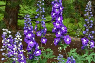 7 Ετήσια Φυτά που έχει ο κήπος σου ανάγκη