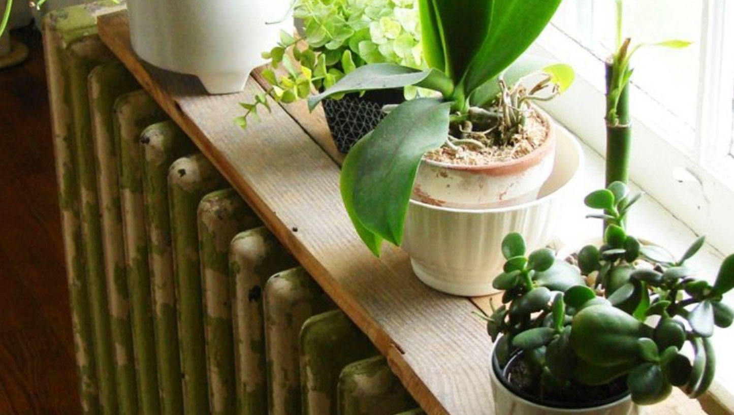 Το πρόβλημα δεν είναι η θερμότητα: Γιατί τα φυτά μαραίνονται όταν ανοίγουμε το καλοριφέρ;