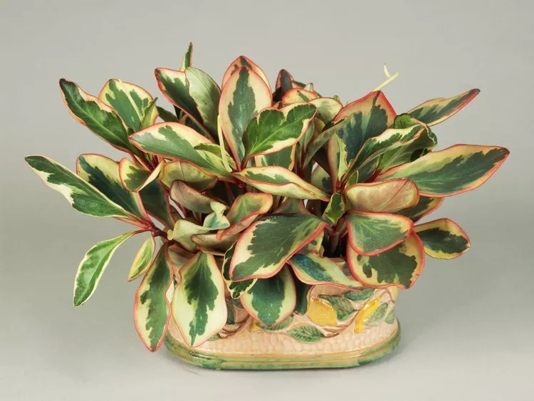 5 "Αθάνατα" φυτά που φροντίζουν μόνα τους τον εαυτό τους 4 5 "Αθάνατα" φυτά που φροντίζουν μόνα τους τον εαυτό τους