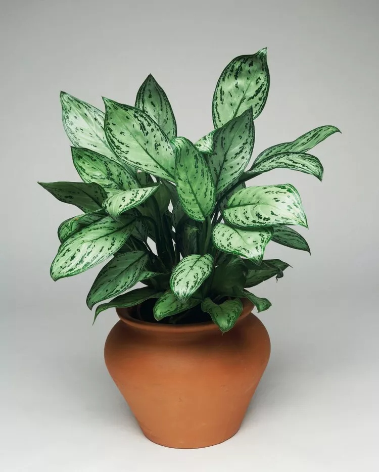 5 "Αθάνατα" φυτά που φροντίζουν μόνα τους τον εαυτό τους 6 5 "Αθάνατα" φυτά που φροντίζουν μόνα τους τον εαυτό τους