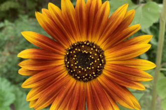 3 φυτά που θα φυτέψεις τον Ιανουάριο και θα έχεις έναν κήπο γεμάτο λουλούδια