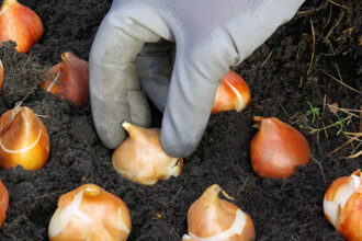 Αυτό το Σαββατοκύριακο είναι η τελευταία ευκαιρία να φυτέψετε τα 4 λουλούδια που θα δημιουργήσουν τα πιο όμορφα χρώματα την άνοιξη