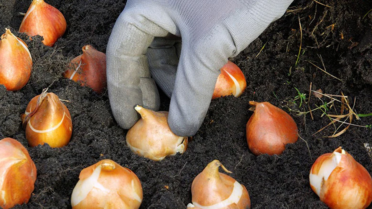 Αυτό το Σαββατοκύριακο είναι η τελευταία ευκαιρία να φυτέψετε τα 4 λουλούδια που θα δημιουργήσουν τα πιο όμορφα χρώματα την άνοιξη