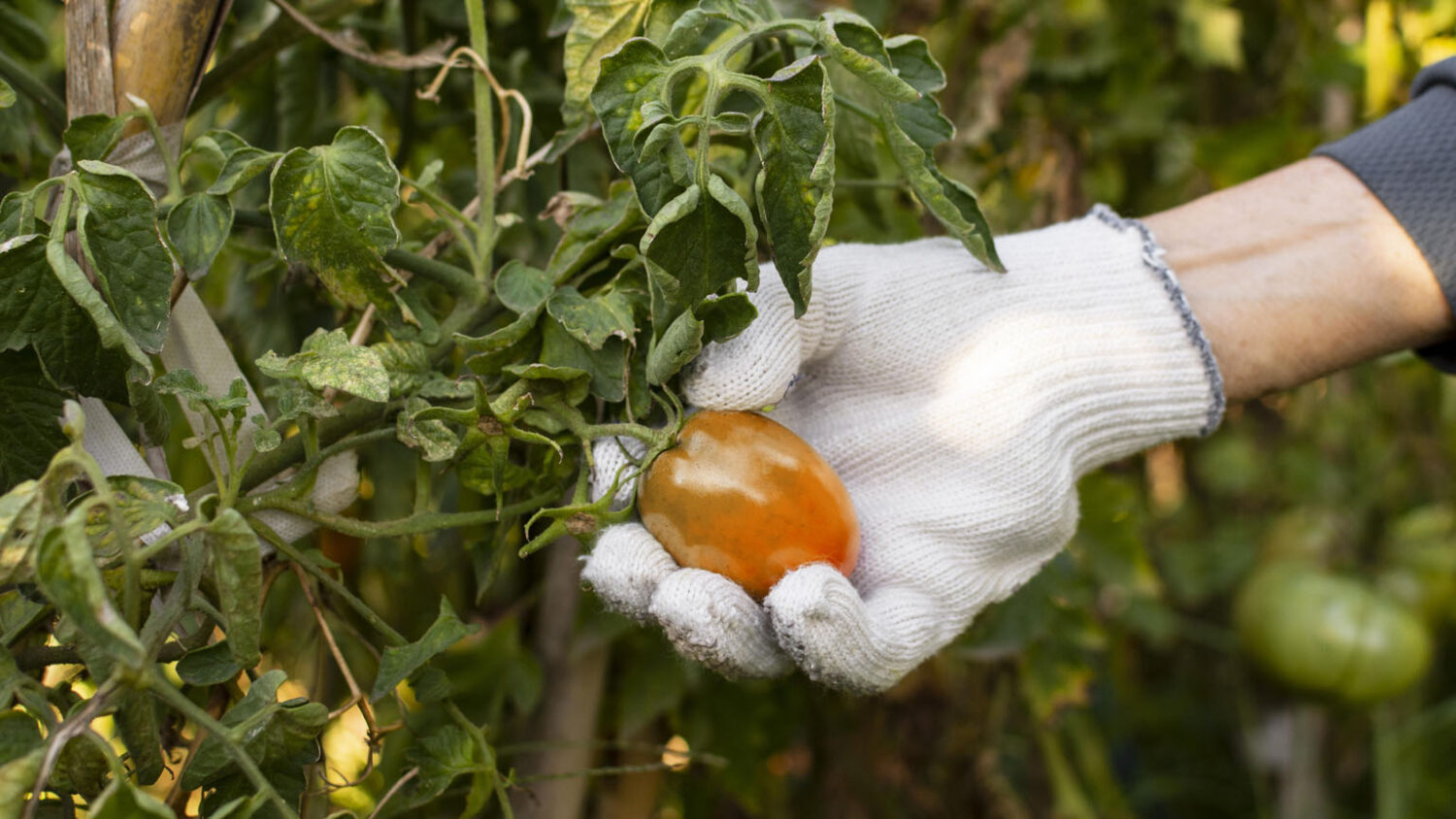 Φρούτα και φυτοφάρμακα - Τι να προσέξετε
