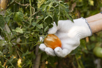 Φρούτα και φυτοφάρμακα - Τι να προσέξετε