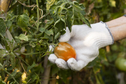 Φρούτα και φυτοφάρμακα - Τι να προσέξετε