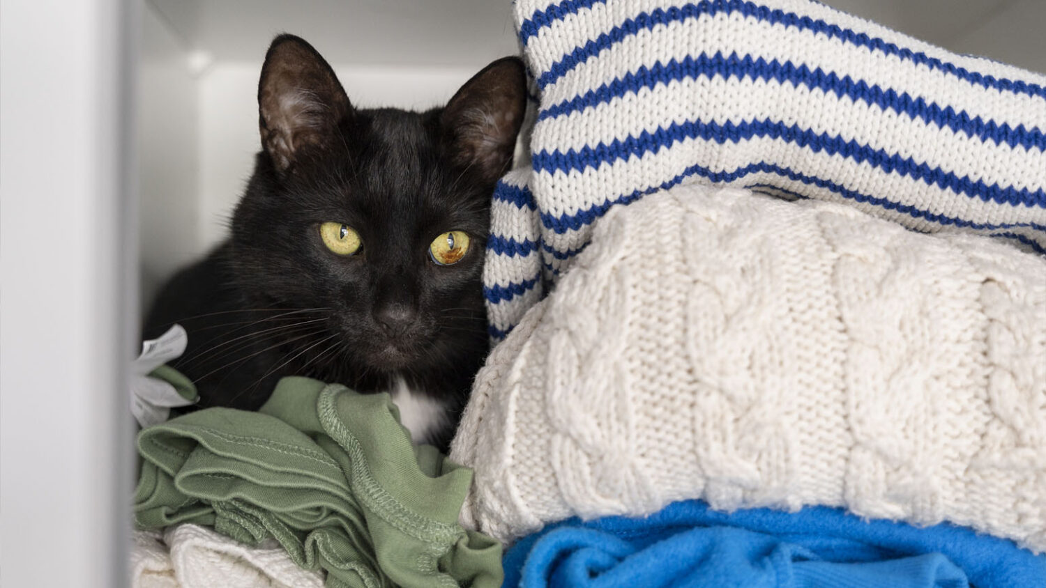 Γιατί μια γάτα κρύβεται ή κοιμάται στην ντουλάπα: οι κτηνίατροι απαριθμούν 9 λόγους