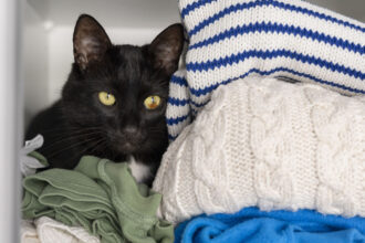 Γιατί μια γάτα κρύβεται ή κοιμάται στην ντουλάπα: οι κτηνίατροι απαριθμούν 9 λόγους