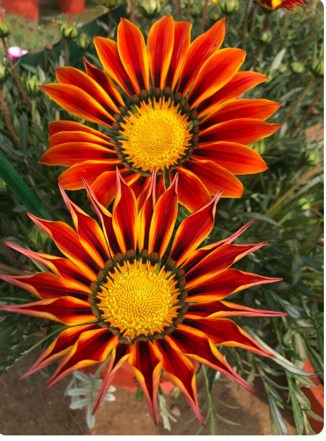 3 φυτά που θα φυτέψεις τον Ιανουάριο και θα έχεις έναν κήπο γεμάτο λουλούδια 3 Γκαζάνια: Φυτά να φυτέψεις τον Ιανουάριο