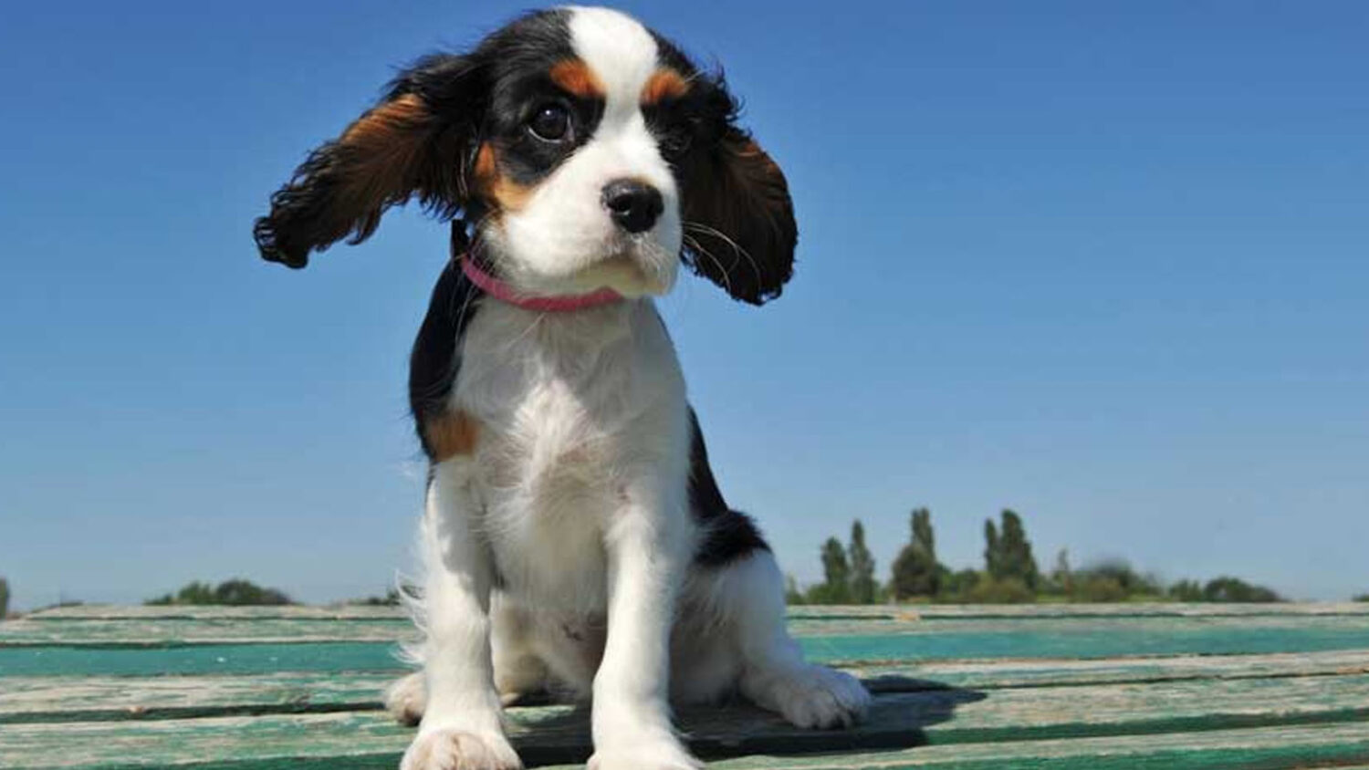 Ποια σκυλιά είναι εξαιρετικά με τα παιδιά και είναι πιστοί φίλοι: Οι 5 φυλές