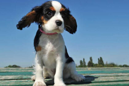 Ποια σκυλιά είναι εξαιρετικά με τα παιδιά και είναι πιστοί φίλοι: Οι 5 φυλές