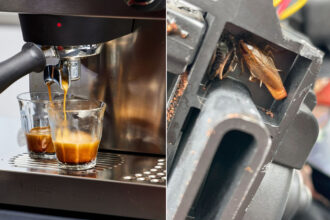 Κατσαρίδες μπαίνουν στις μηχανές καφέ του σπιτιού – τι τις τραβά και πώς να τις αποφύγεις