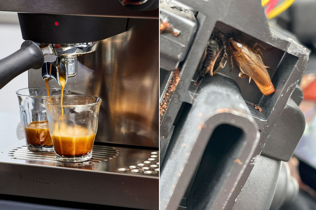 Κατσαρίδες μπαίνουν στις μηχανές καφέ του σπιτιού – τι τις τραβά και πώς να τις αποφύγεις