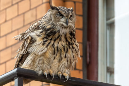 Έκατσε πουλί στο περβάζι σου; Περιστέρι, χελιδόνι, καρακάξα, κοράκι, κουκουβάγια - Τι σημαίνει, είναι οιωνός;