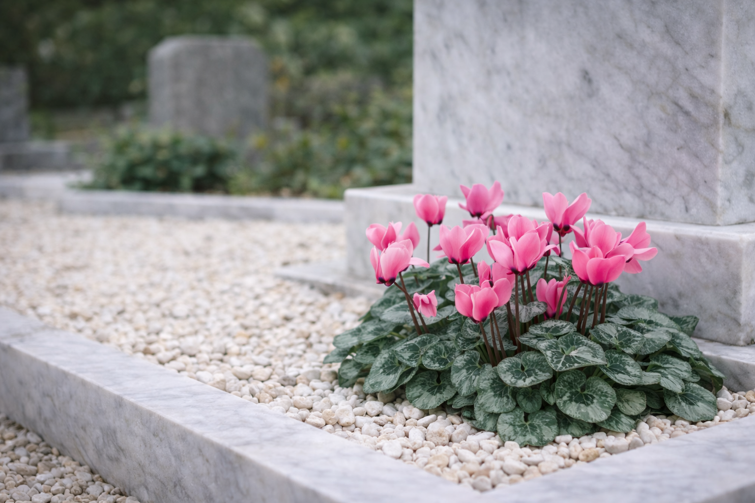Τα καλύτερα λουλούδια για τάφο: 5 ανθεκτικά φυτά που δεν χρειάζονται συχνό πότισμα και αντέχουν σε ζέστη και κρύο 5 Τα καλύτερα λουλούδια για τάφο: 5 ανθεκτικά φυτά που δεν χρειάζονται συχνό πότισμα και αντέχουν σε ζέστη και κρύο