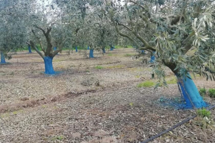 Γιατί οι κορμοί των δέντρων βάφονται μπλε;