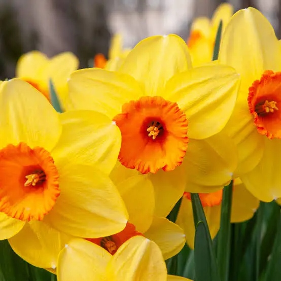 Αυτό το Σαββατοκύριακο είναι η τελευταία ευκαιρία να φυτέψετε τα 4 λουλούδια που θα δημιουργήσουν τα πιο όμορφα χρώματα την άνοιξη 4 Αυτό το Σαββατοκύριακο είναι η τελευταία ευκαιρία να φυτέψετε τα 4 λουλούδια που θα δημιουργήσουν τα πιο όμορφα χρώματα την άνοιξη