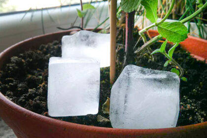 Η γιαγιά μου έβαζε πάντα παγάκια στις γλάστρες – το παλιό κόλπο που βοηθά τα φυτά