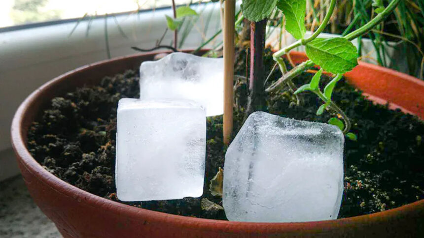 Η γιαγιά μου έβαζε πάντα παγάκια στις γλάστρες – το παλιό κόλπο που βοηθά τα φυτά