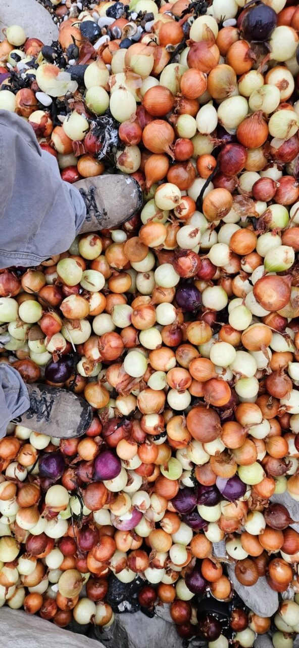 Παραλία στην Αγγλία “πνίγηκε” σε πατάτες και κρεμμύδια μετά από ναυτικό ατύχημα 2 Παραλία στην Αγγλία “πνίγηκε” σε πατάτες και κρεμμύδια μετά από ναυτικό ατύχημα