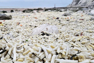 Παραλία στην Αγγλία “πνίγηκε” σε πατάτες και κρεμμύδια μετά από ναυτικό ατύχημα