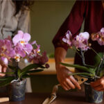 Πώς να ποτίζετε σωστά μια ορχιδέα: οι ειδικοί μας δίνουν τις τρεις καλύτερες μεθόδους