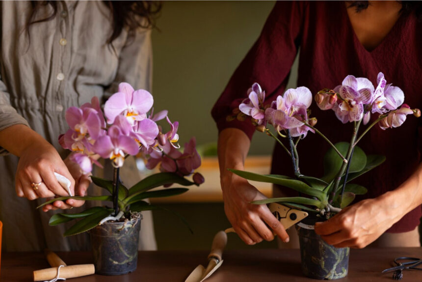 Πώς να ποτίζετε σωστά μια ορχιδέα: οι ειδικοί μας δίνουν τις τρεις καλύτερες μεθόδους