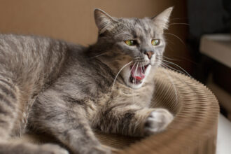 Γιατί θυμώνει η γάτα σου όταν την αφήνεις μόνη της: Τι λένε τα συναισθήματά της