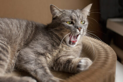 Γιατί θυμώνει η γάτα σου όταν την αφήνεις μόνη της: Τι λένε τα συναισθήματά της
