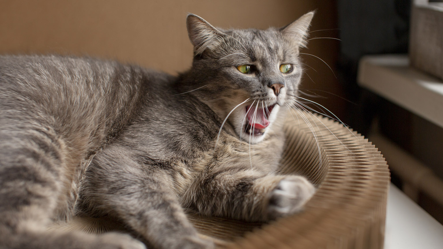 Γιατί θυμώνει η γάτα σου όταν την αφήνεις μόνη της: Τι λένε τα συναισθήματά της