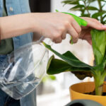 Ειδικός γεωπόνος συμβουλεύει: «Το νερό του κλιματιστικού μπορεί να βοηθήσει τα φυτά σας»