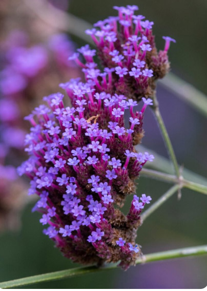 3 φυτά που θα φυτέψεις τον Ιανουάριο και θα έχεις έναν κήπο γεμάτο λουλούδια 4 3 φυτά που θα φυτέψεις τον Ιανουάριο και θα έχεις έναν κήπο γεμάτο λουλούδια