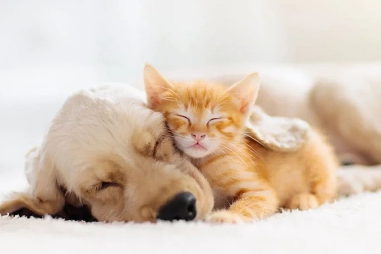 Χειμερία νάρκη: είναι αλήθεια ότι οι γάτες και τα σκυλιά κοιμούνται περισσότερο όταν έχει κρύο