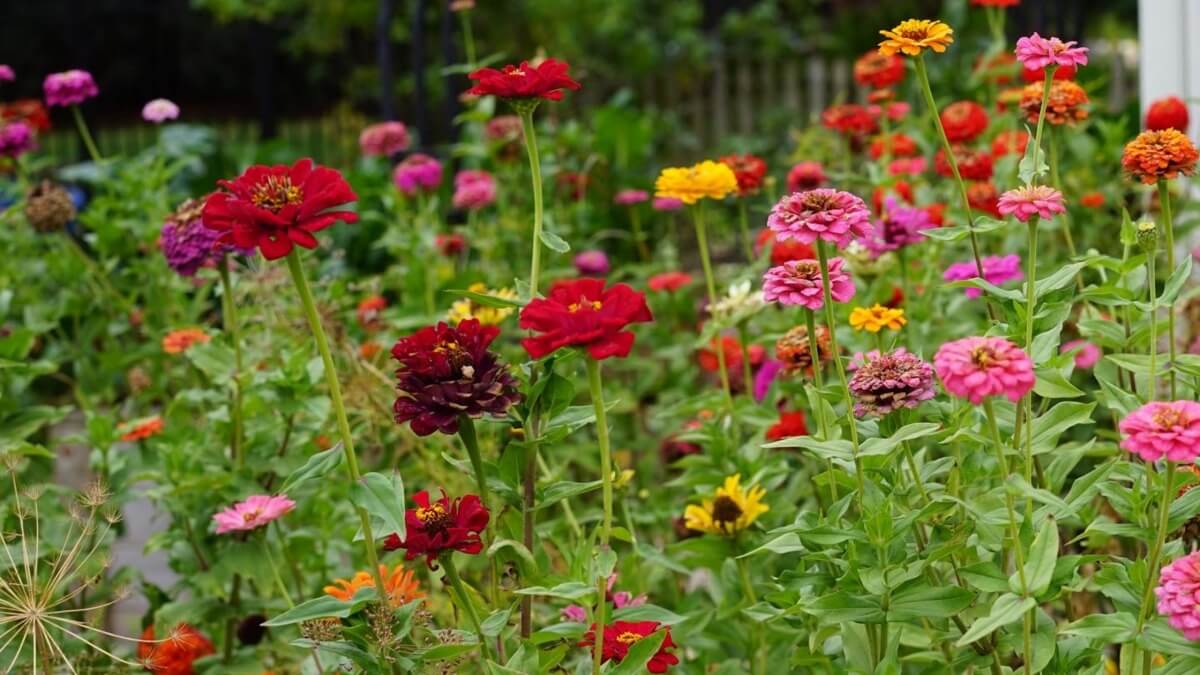 7 Ετήσια Φυτά που έχει ο κήπος σου ανάγκη 7 7 Ετήσια Φυτά που έχει ο κήπος σου ανάγκη