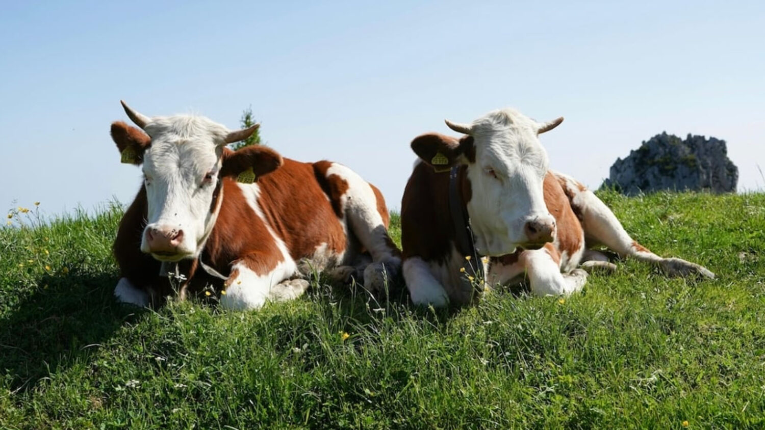Όταν οι αγελάδες ξαπλώνουν έχε το νου σου: 8 παλιά σημάδια που διαβάζουν τον καιρό
