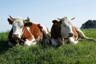 Όταν οι αγελάδες ξαπλώνουν έχε το νου σου: 8 παλιά σημάδια που διαβάζουν τον καιρό