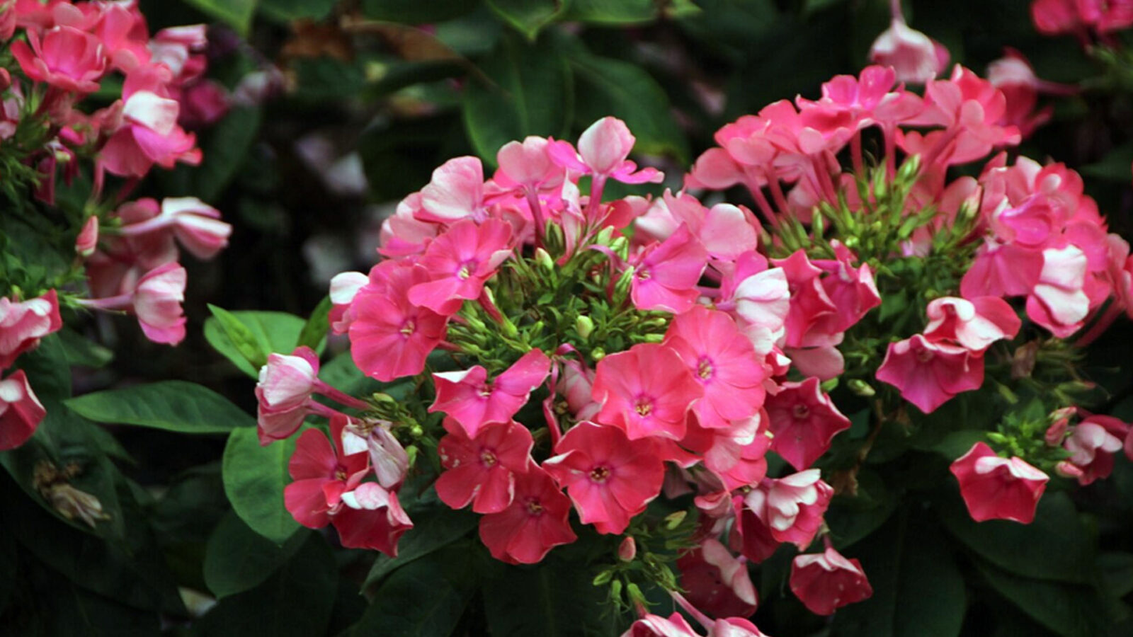 Το κόλπο που κάνει τα γεράνια να γεμίσουν λουλούδια: Τι κάνουν όσοι έχουν πάντα ανθισμένα μπαλκόνια 2 Το κόλπο που κάνει τα γεράνια να γεμίσουν λουλούδια: Τι κάνουν όσοι έχουν πάντα ανθισμένα μπαλκόνια